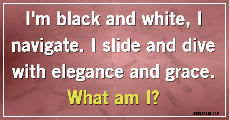 I'm black and white, I navigate. I slide and dive with elegance and grace.
What am I?