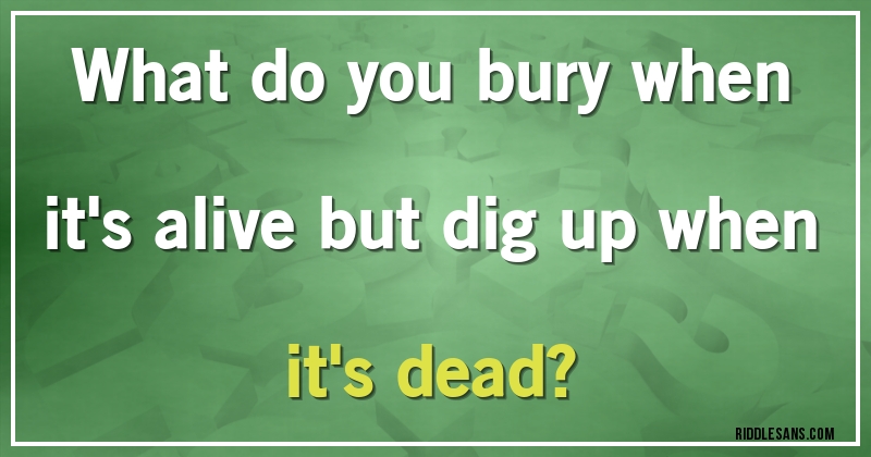What do you bury when it's alive but dig up when it's dead?