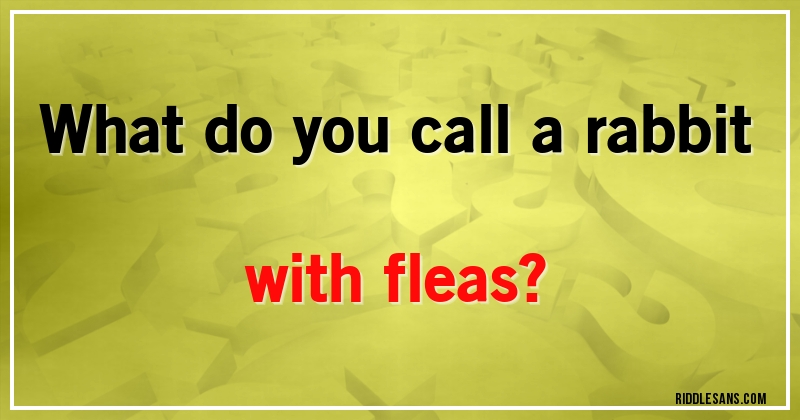 What do you call a rabbit with fleas?