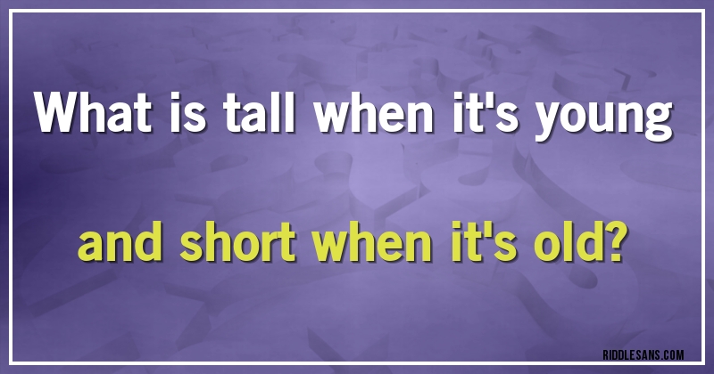 What is tall when it's young and short when it's old?