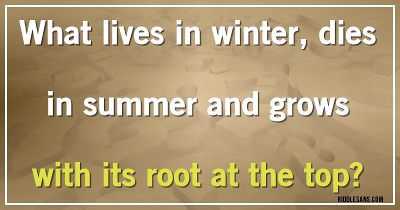 What lives in winter, dies in summer and grows with its root at the top?